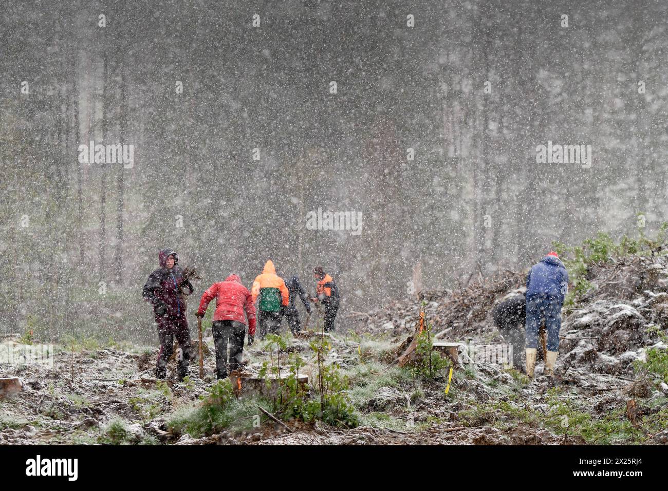 20.04.2024 schönes Wetter sieht anders aus. Schnee, Regen und stürmischer Wind bei eisigen Temperaturen begleiteten in einem Waldgebiet an der B27 zwischen Elend und Braunlage im Landkreis Harz in Sachsen-Anhalt eine Pflanzaktion, bei der von freiwilligen Helfern am 19. Und 20. April etwa 25000 Baumsetzlinge in die Erde gebracht wurden. Initiator ist der Schierker Vermieter, Gastronom, Investor und Betreiber eines digitalen touristischen Portals für den Harz, Thomas Rader, der kurz vor der Pandemie die Initiative heiermann4future gegründet hat, um einen Beitrag zum Waldschutz im Harz zu leiste Stockfoto