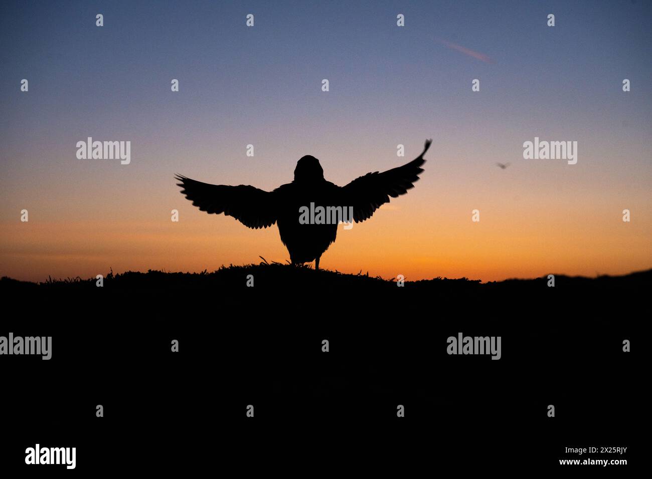 Skomer Island, Pembrokeshire, Süden, Großbritannien. April 2024. UK Weather - Puffin flattert mit den Flügeln, nachdem er bei Sonnenaufgang aus seiner Höhle aufgetaucht ist auf Skomer Island Credit: Kay Roxby/Alamy Live News Stockfoto