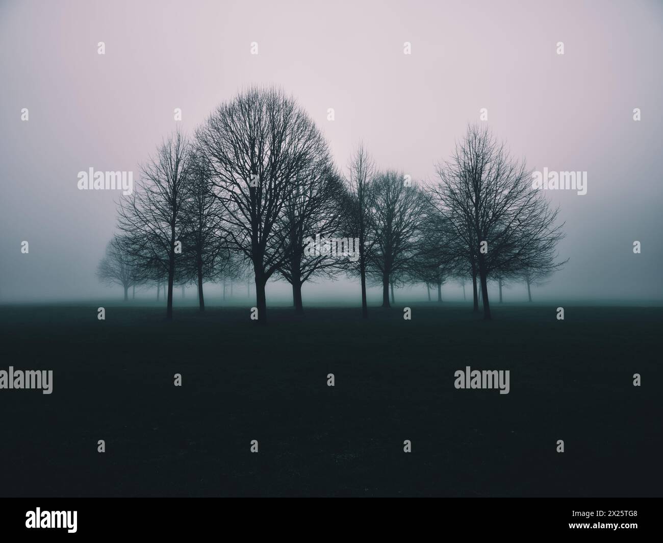 Winterbäume in einer leeren nebeligen Landschaft - winterliches Wetter Nebel Nebel Stockfoto