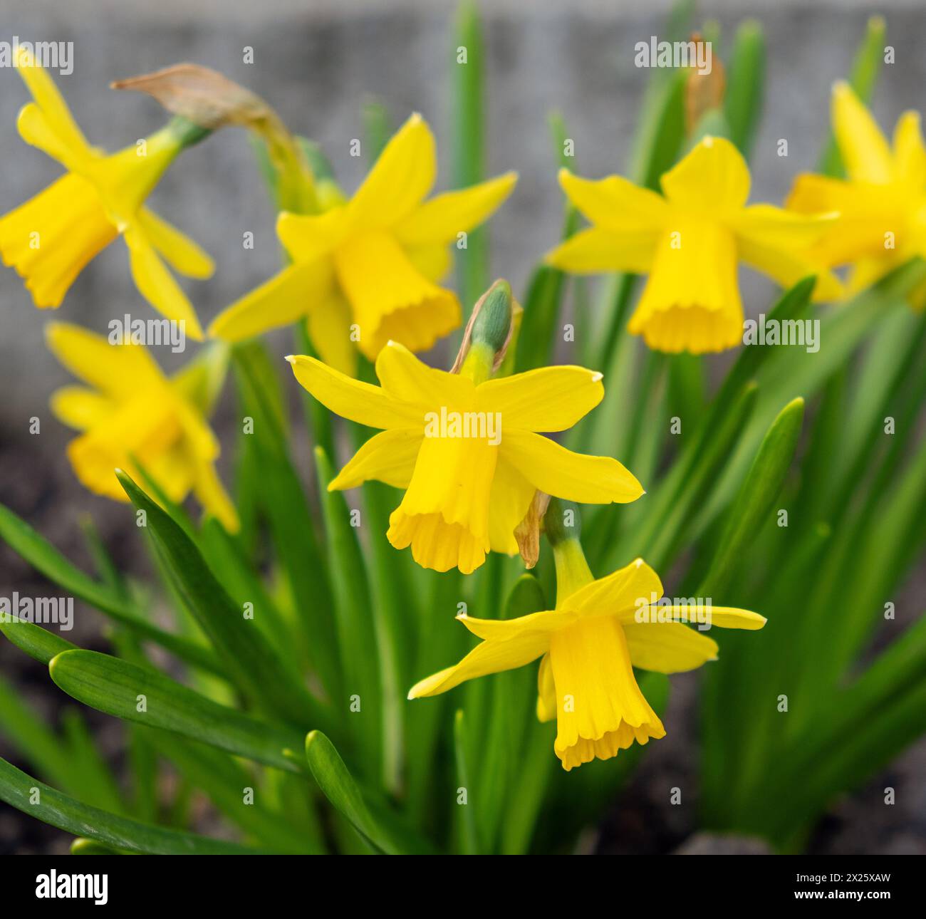 Frühlingsblumen-gelbe Narzisse im Garten Stockfoto