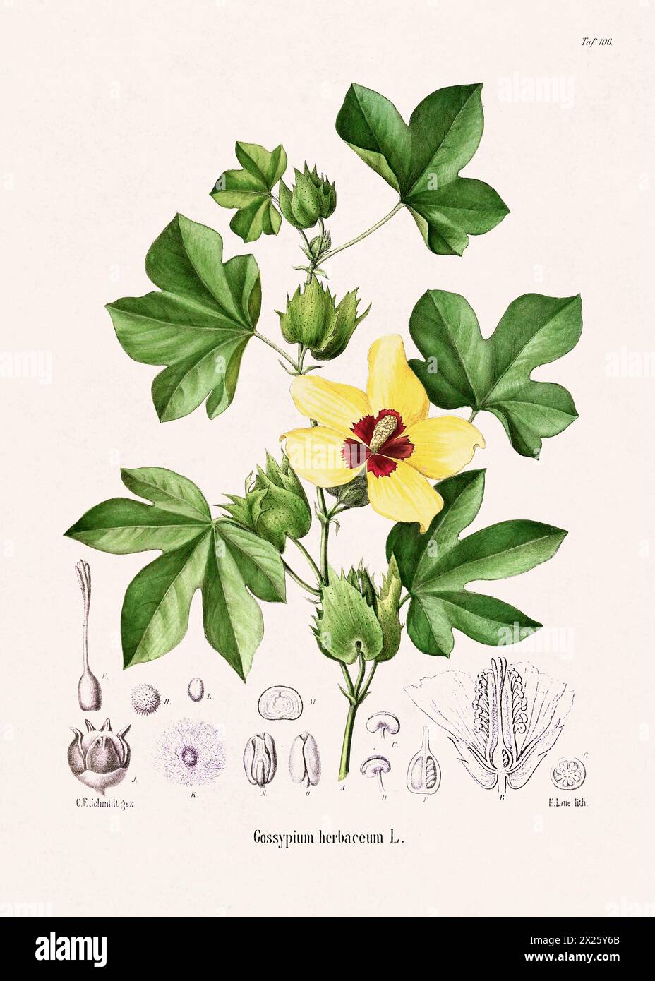 Botanische Vintage-Illustration aus einem deutschen Buch aus dem 19. Jahrhundert, das Heilpflanzen darstellt. Stockfoto