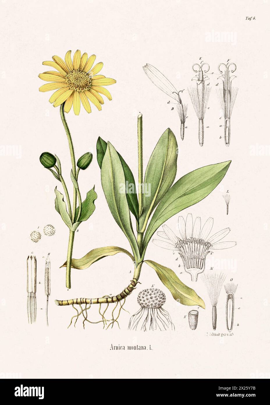 Botanische Vintage-Illustration aus einem deutschen Buch aus dem 19. Jahrhundert, das Heilpflanzen darstellt. Stockfoto