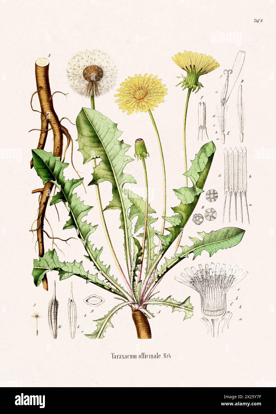 Botanische Vintage-Illustration aus einem deutschen Buch aus dem 19. Jahrhundert, das Heilpflanzen darstellt. Stockfoto