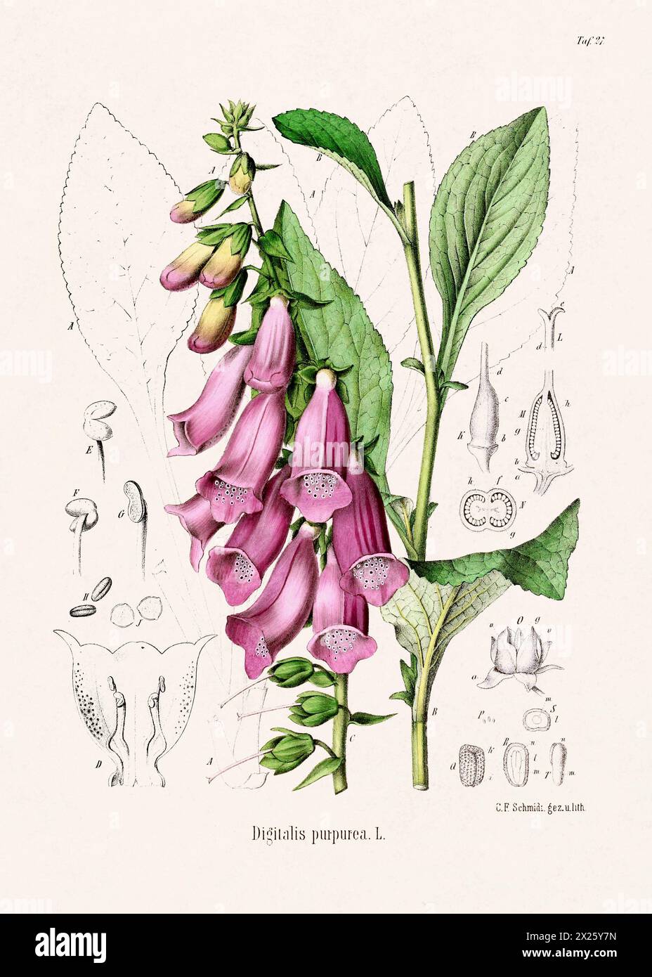 Botanische Vintage-Illustration aus einem deutschen Buch aus dem 19. Jahrhundert, das Heilpflanzen darstellt. Stockfoto