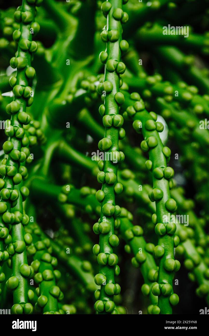 Arenga Pinnata, Frucht der Zuckerpalme Stockfoto