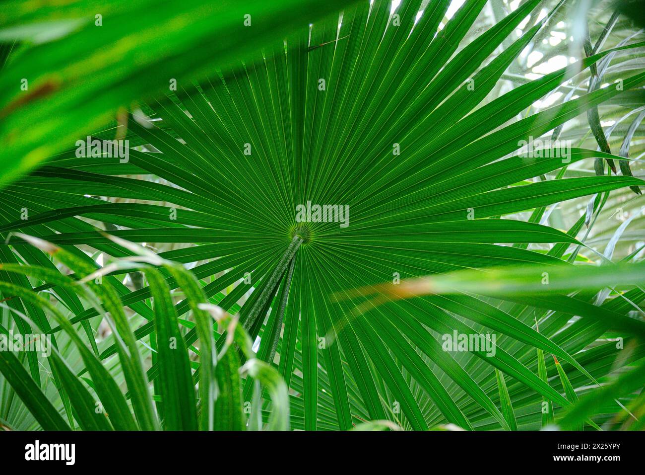 Washingtonia Robusta, mexikanische Fächerpalme, mexikanische washingtonia, Skyduster Stockfoto