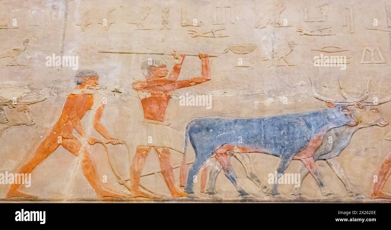 Ägypten, Sakkara, Grab von Ty, Landwirtschaft: Pflügen, um Getreidekörner abzudecken. Stockfoto