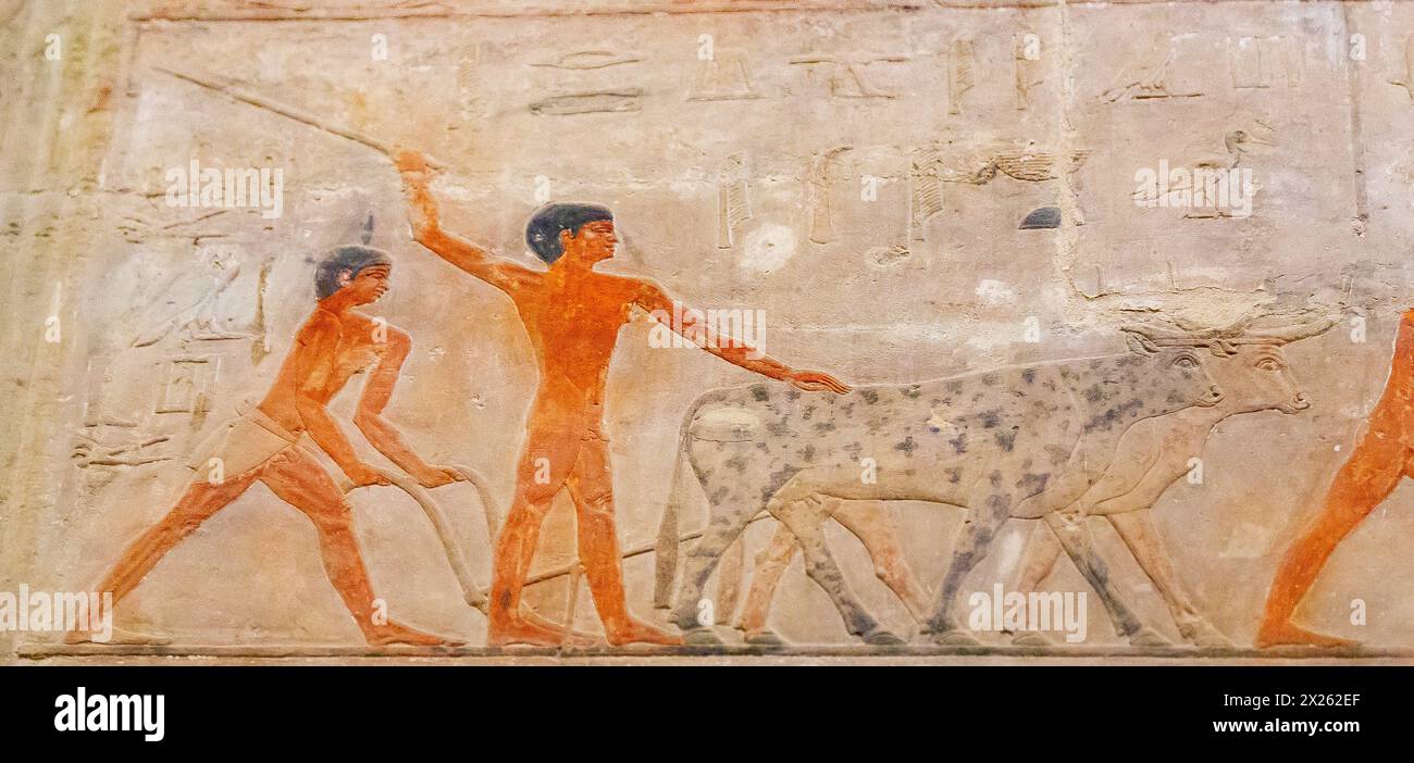 Ägypten, Sakkara, Grab von Ty, Landwirtschaft: Pflügen, um Getreidekörner abzudecken. Stockfoto