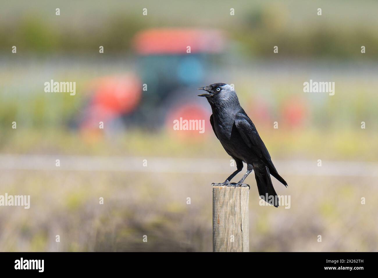 Westliche Jackdaw auf einem Feld mit einem Farmtraktor im Hintergrund Stockfoto