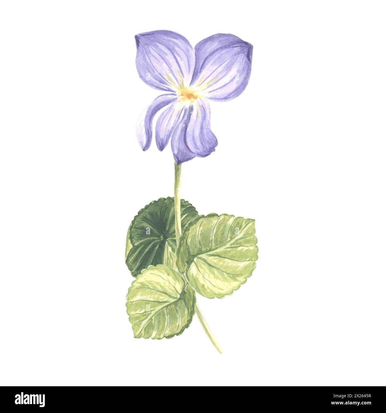 Blume Violett mit Blättern. Stiefmütterchen im Garten in Wasserfarben. Isolierte handgezeichnete Illustration der Frühlingssommerblüte. Wiese Wildpflanze Viola. Botanische Zeichnung Stockfoto