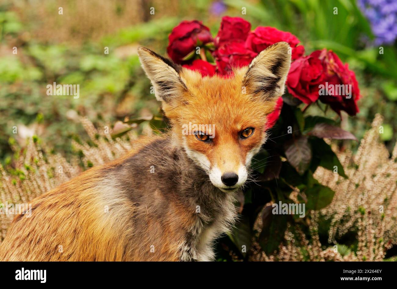 31. März 2024, Berlin 31.03.2024, Berlin. Ein Fuchs (Vulpes vulpes