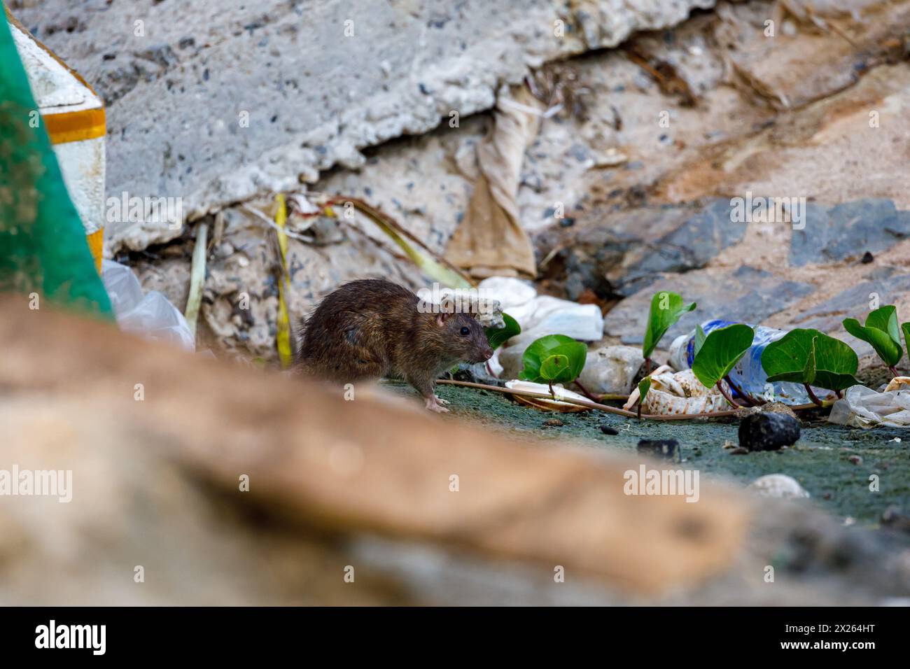 Eine Ratte in freier Wildbahn Stockfoto