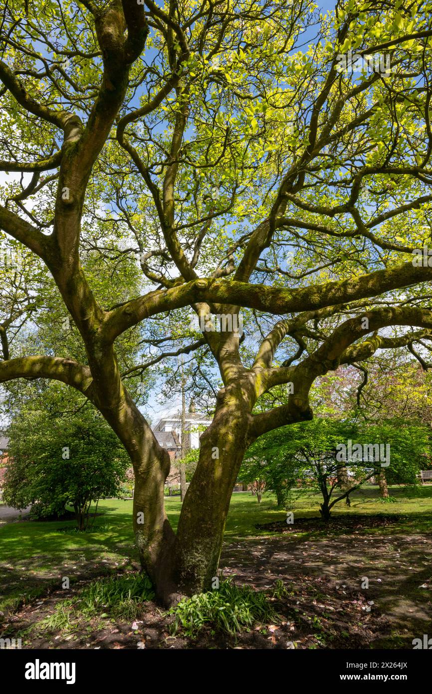 Ein reifer Magnolienbaum im Parsonage Garden im Botanischen Garten Fletcher Moss in Didsbury in South Manchester. Stockfoto