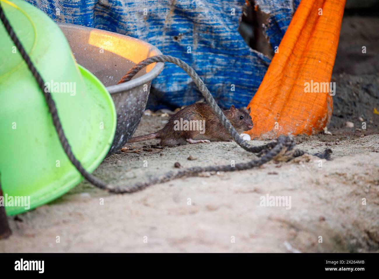 Eine Ratte in freier Wildbahn Stockfoto