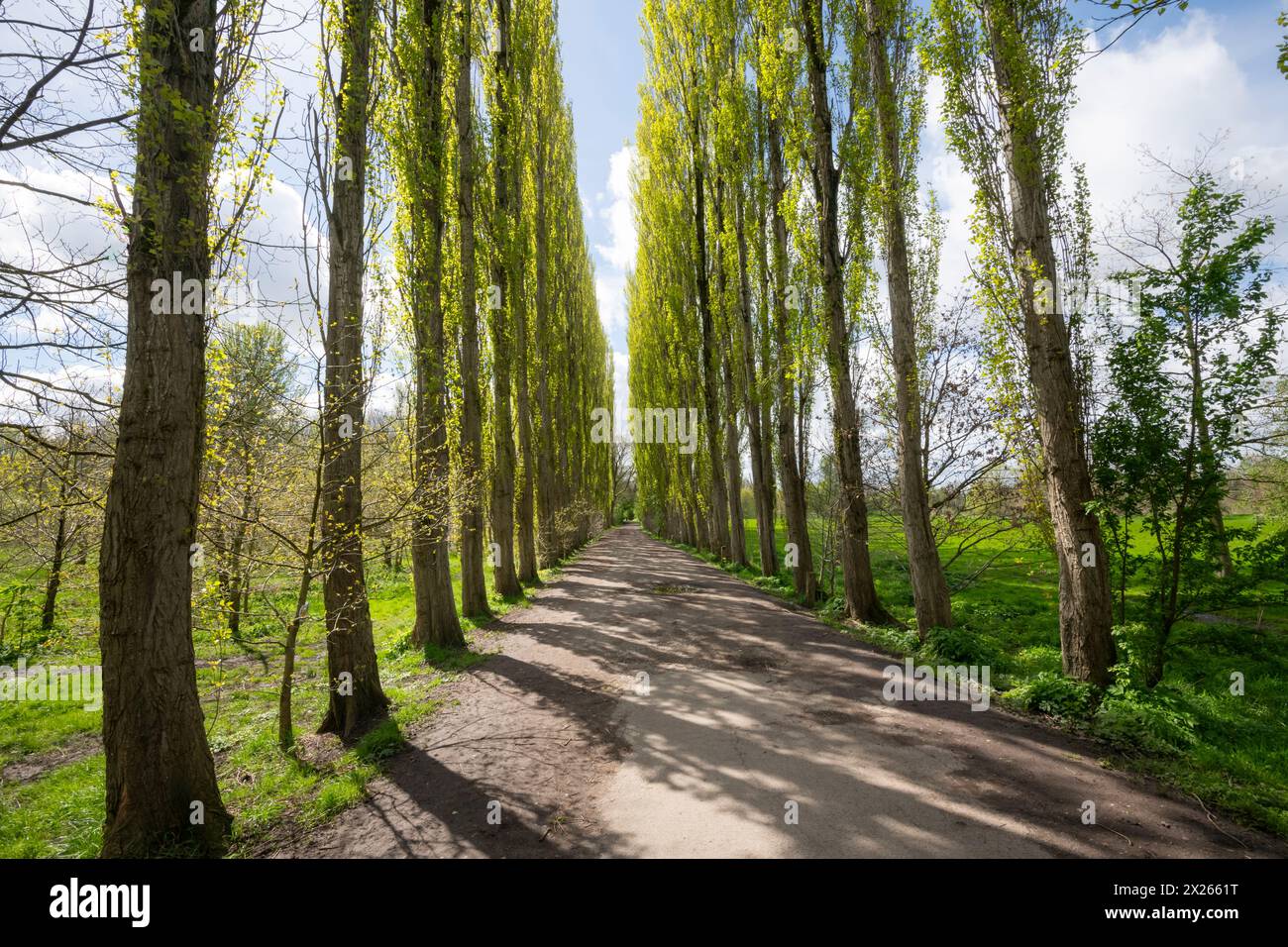 Lange Allee der lombardischen Pappeln (Populus Nigra 'Italica') im Fletcher Moss Botanischen Garten, Didsbury in South Manchester. Stockfoto