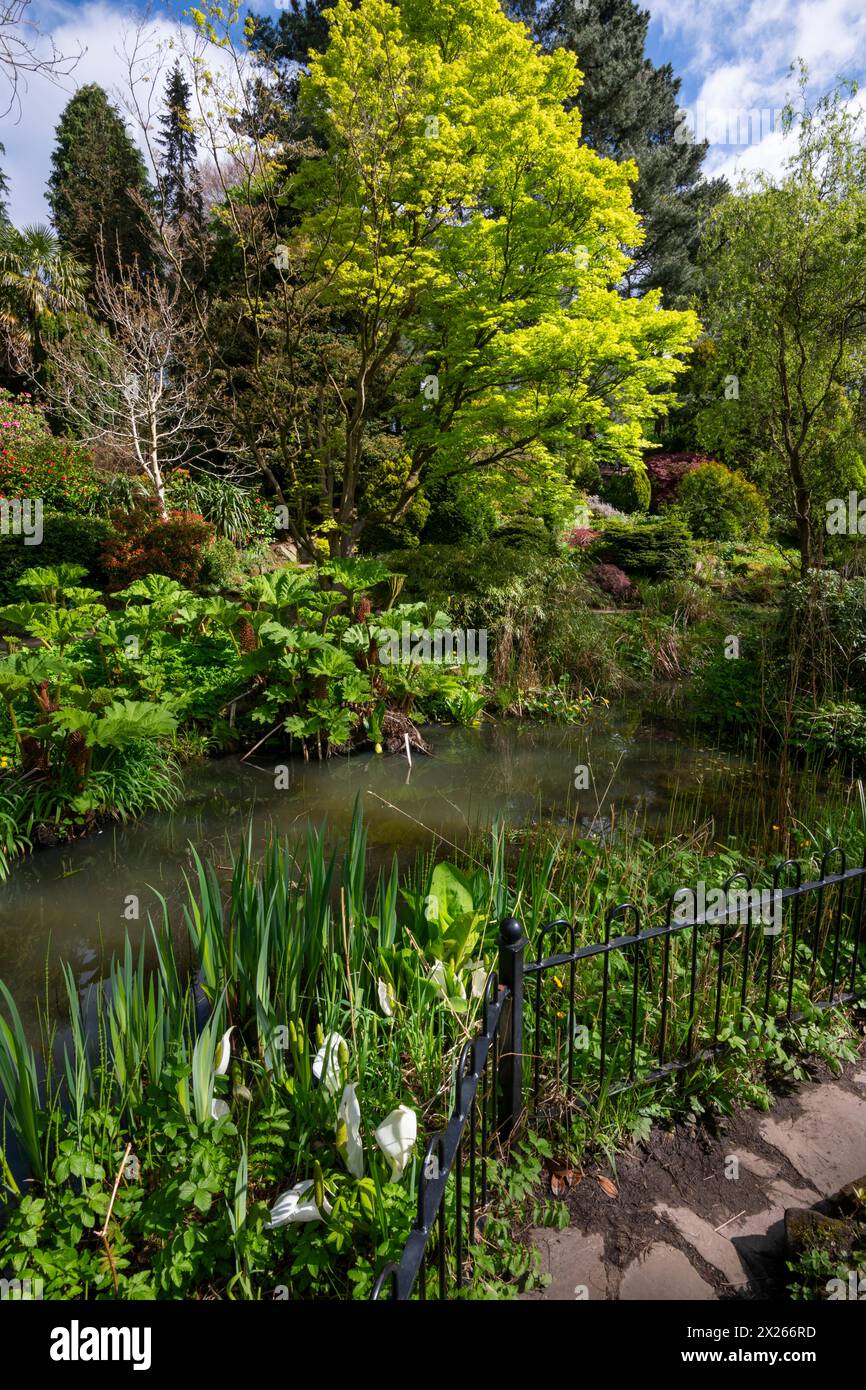 Fletcher Moss Botanical Gardens im Frühjahr, Didsbury, Greater Manchester, England. Stockfoto