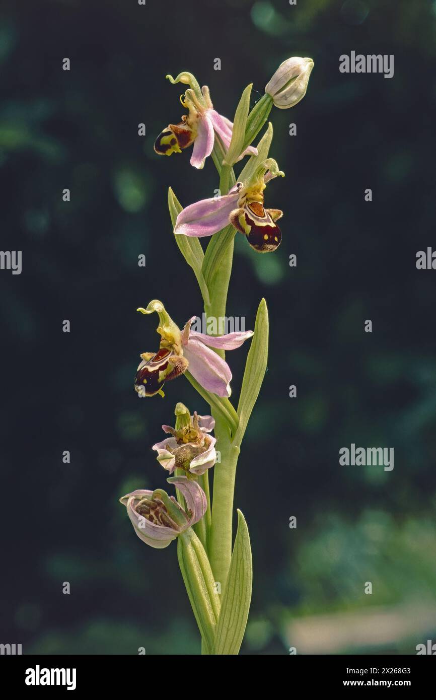 Bienenorchideenpflanze in voller Blüte, Nahaufnahme, Ophrys apifera; Orchidaceae Stockfoto
