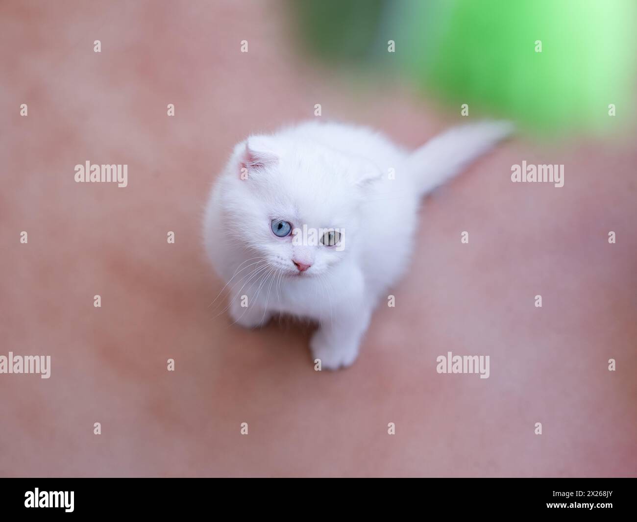 Ein kleines weißes Kätzchen mit bunten Augen. Ein spezielles Haustier sitzt auf den Brettern. Stockfoto