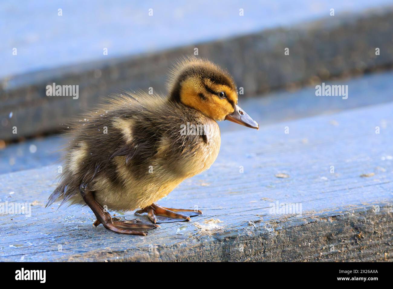 Niedliches Jungbardenentchen am Ententeich im Park (Anas platyrhynchos) Stockfoto