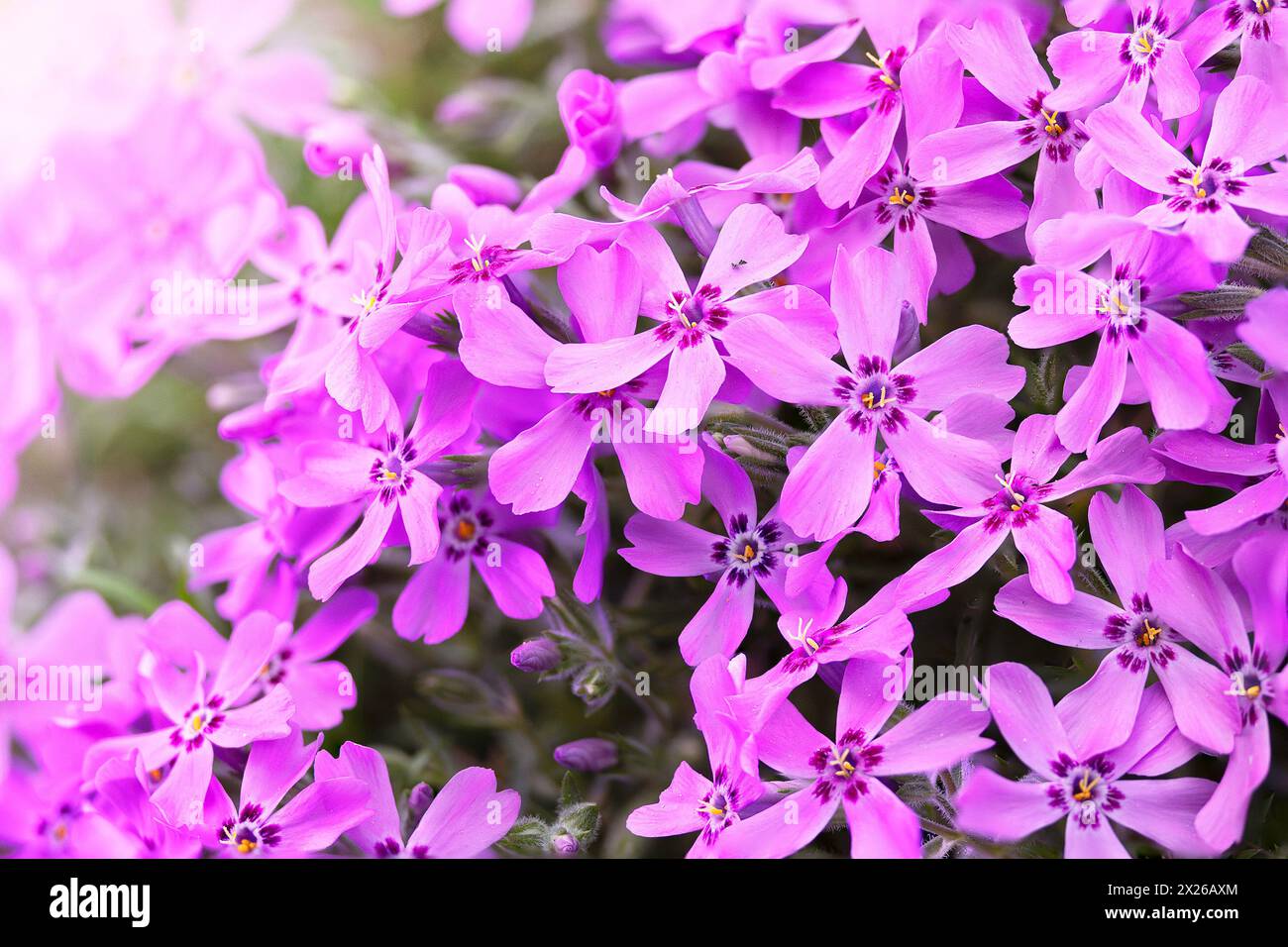 Buntes Bündel falscher Phlox-Blüten in wunderschönem Licht (Phlox pilosa) Stockfoto