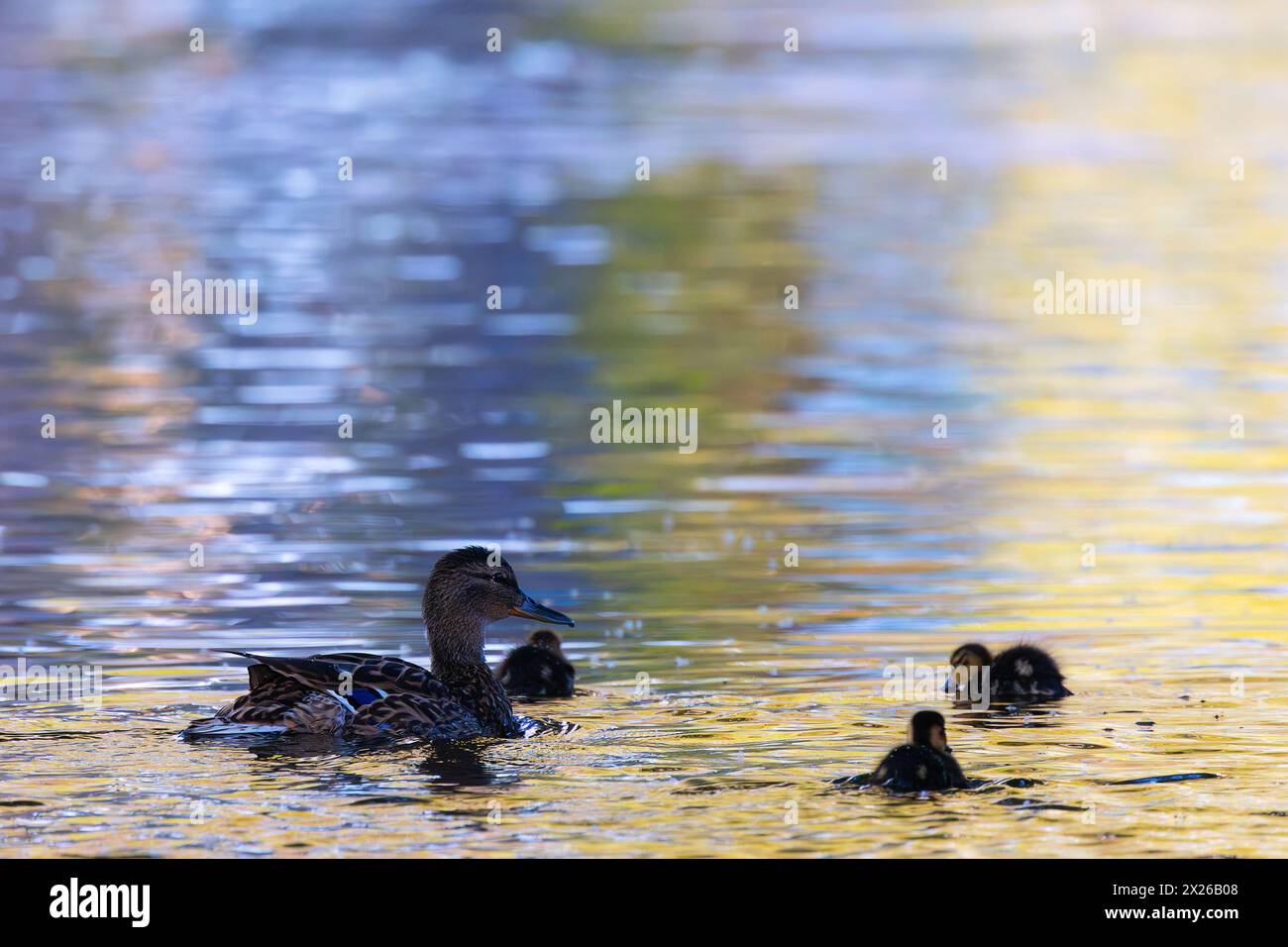 Stockenten-Familie auf Teich in der Abenddämmerung, Mutter mit neugeborenen Entlein auf Teich (Anas platyrhynchos) Stockfoto