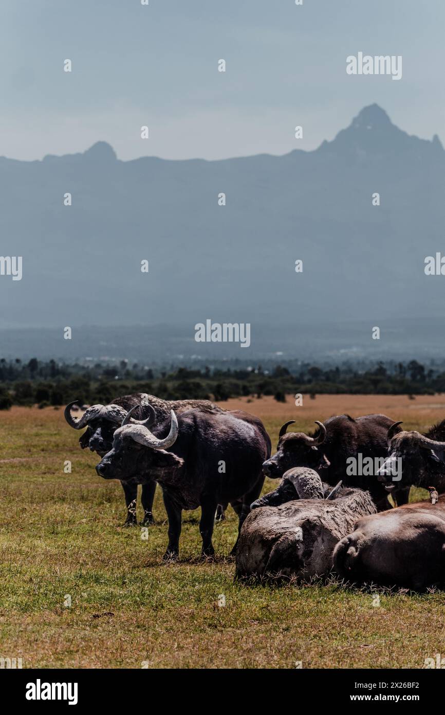 Ruhende Wasserbüffelherde vor der majestätischen Kulisse des Mount Kenya Stockfoto