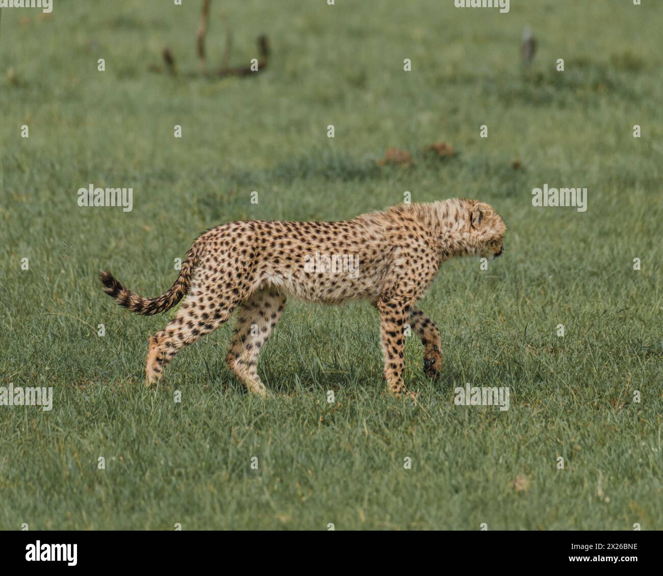 Sitzender Gepard, der die Savanne in Kenia überwacht Stockfoto