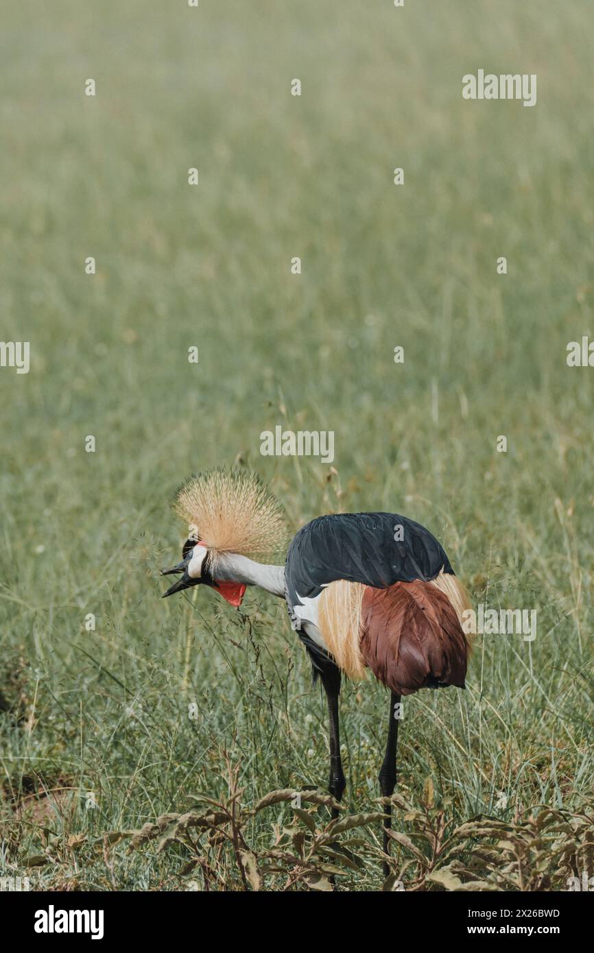 Eleganter Graukräne auf der Suche nach afrikanischen Graslandschaften Stockfoto