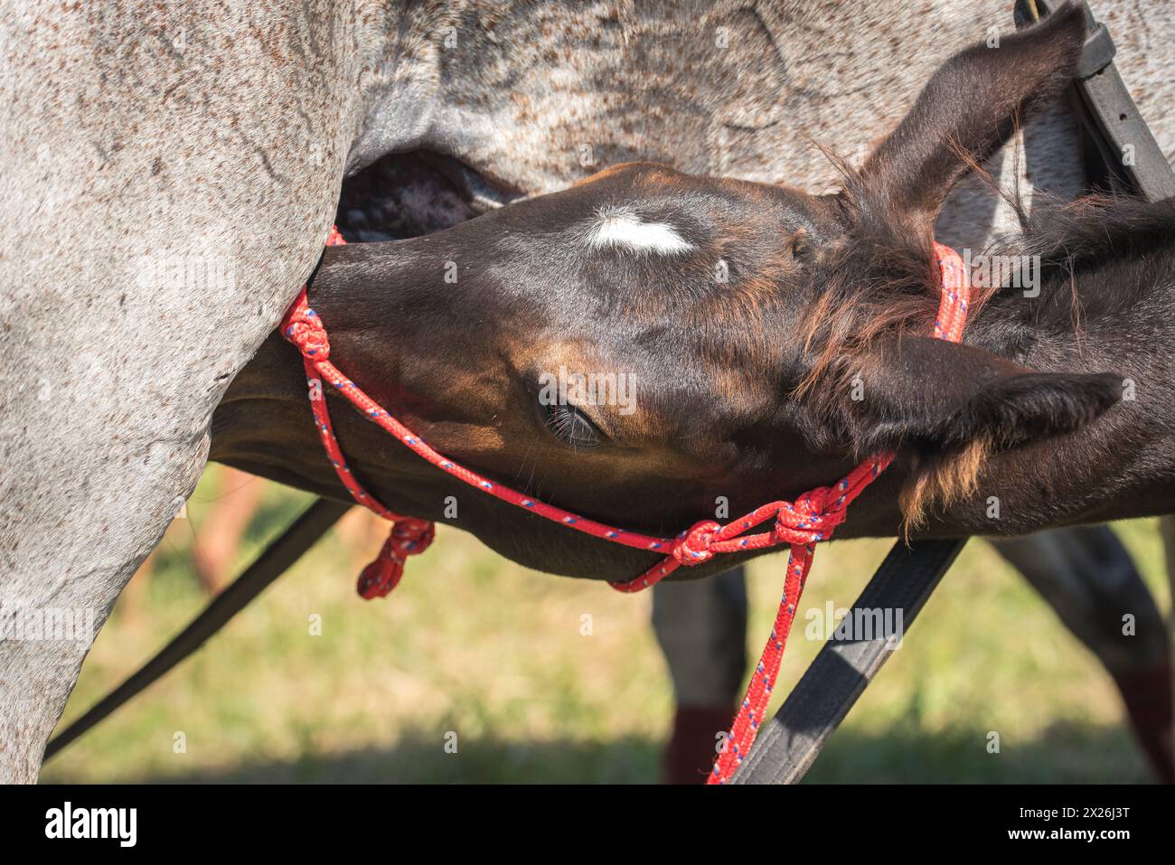 Ein sehr junges Fohlen und eine Mutter melken. Die Stute saugt ihr Fohlen auf einem Feld. Ein sehr junges Fohlen und eine Mutter melken. Stockfoto