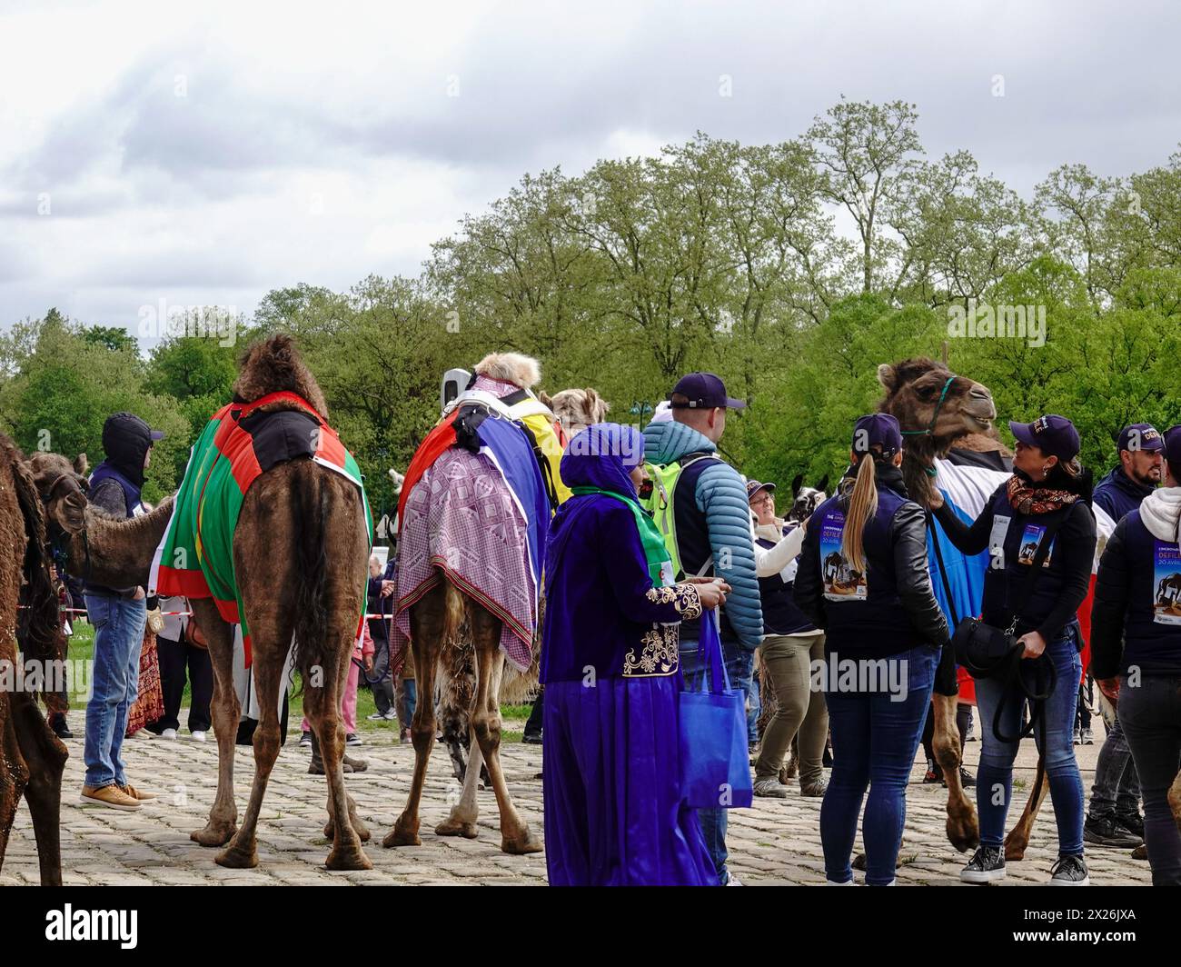 Paris, Frankreich, Europa, 20. April 2024: Kamelparade Paris. Eine Menschenmenge wartet geduldig auf der Esplanade des Château de Vincennes, als Kamele, Dromedare und andere große Artiodactyl-Säugetiere zum Schauplatz kommen, um 2024 zum Internationalen Jahr des Kamelids der Vereinten Nationen zu feiern. Die unter dem Namen „L’Incrovable Défilé“ bekannte Parade wird von mehreren Gruppen gesponsert, darunter der FFDCFE, der Federation Francaise pour le Developpement des Camelidés en France et en Europe, der Französischen Föderation für die Entwicklung von Kamelen in Frankreich und in Europa. Stockfoto