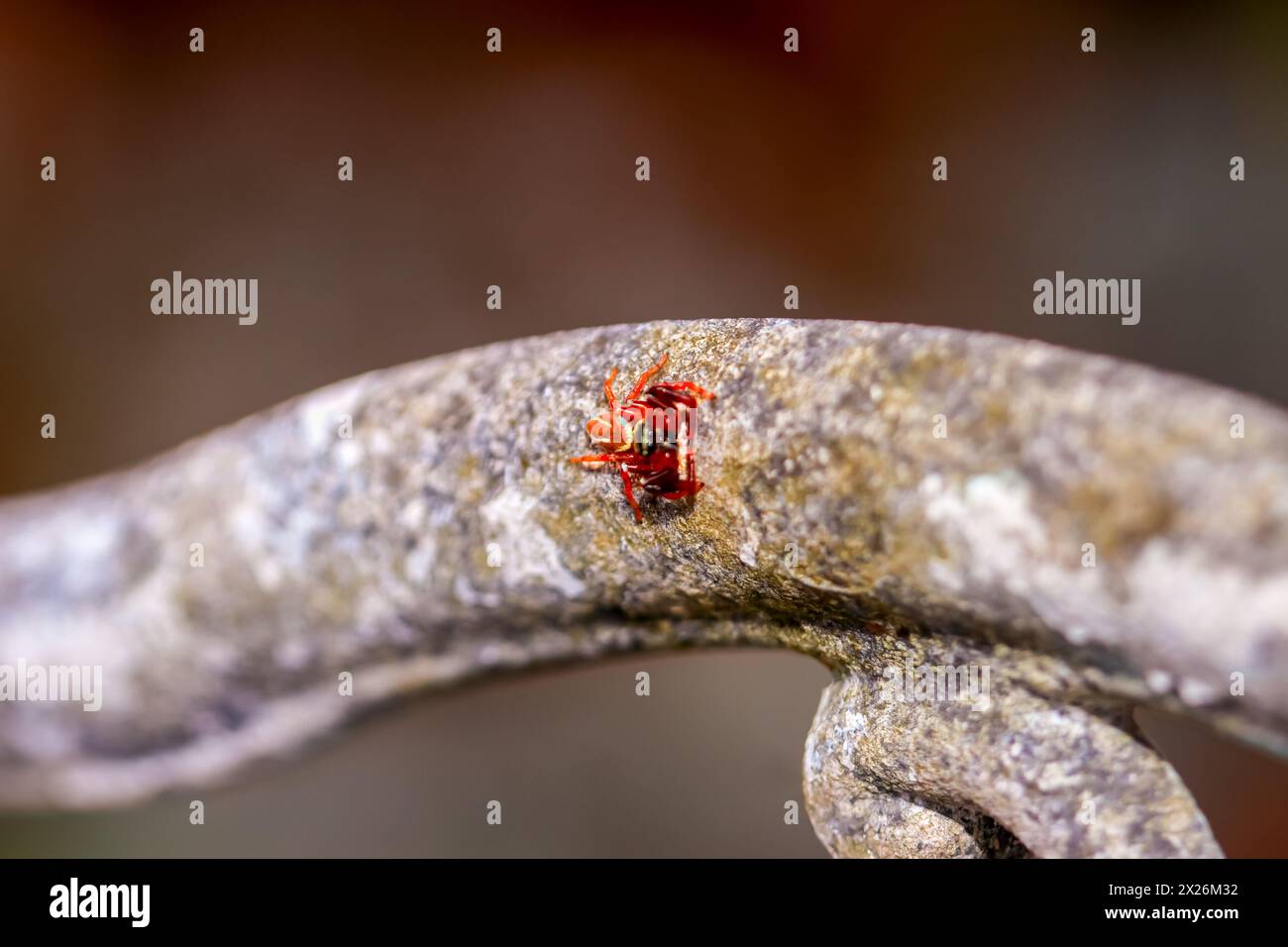 Eine detaillierte Nahaufnahme einer roten Thiania Subopressa Spinne mit ihren komplizierten Mustern und hellen Augen. Stockfoto