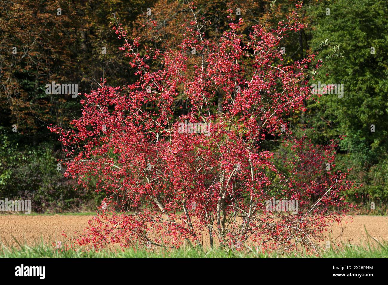 Blühende europäische Spindel (Euonymus europaeus), auch bekannt als Beinbrustvogel, Mittelfranken, Bayern, Deutschland Stockfoto