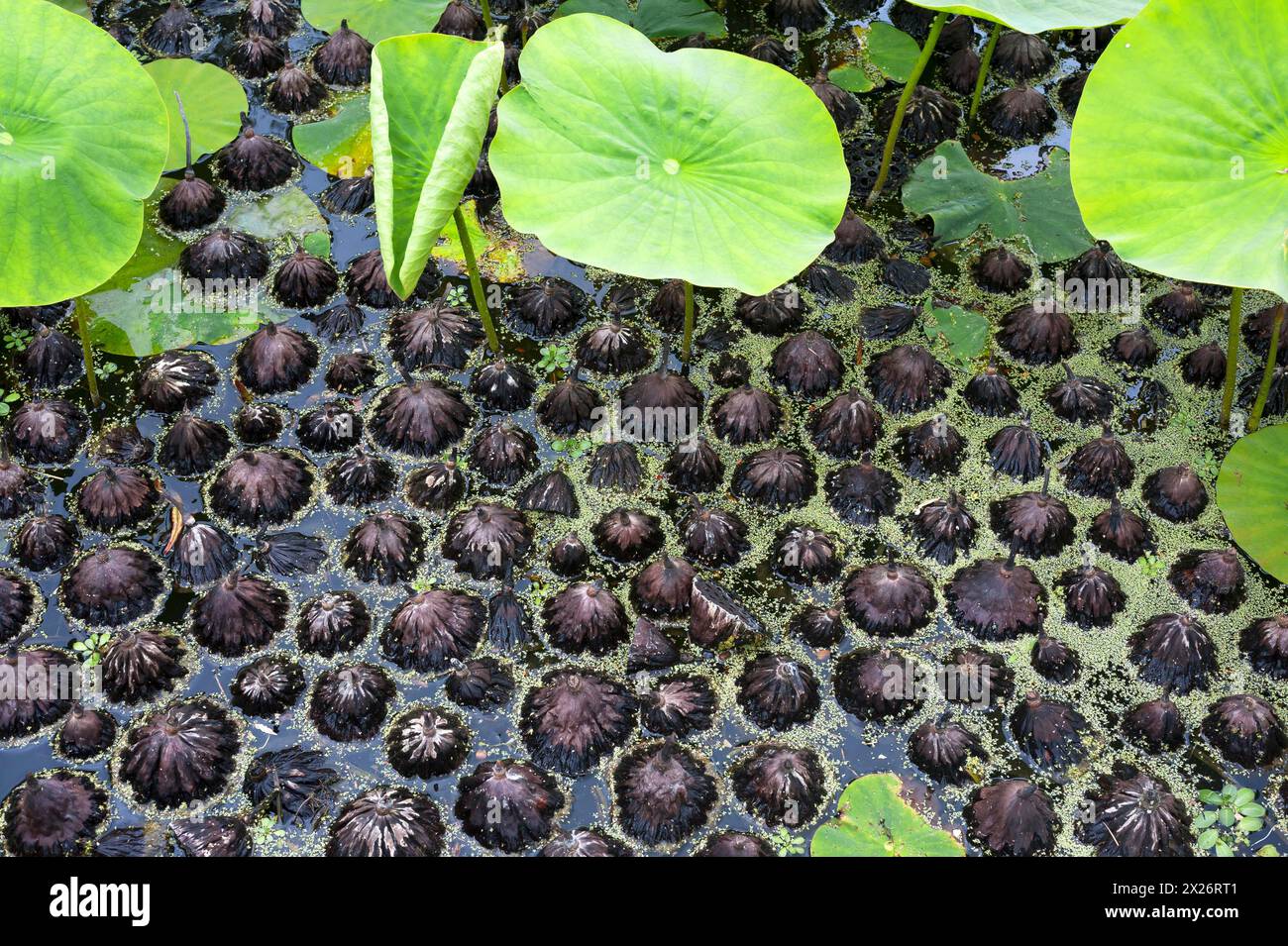 Gefallene Samenköpfe von weißem Lotus (Nelumbo) im Wasser im Parc Floral et Tropical de la Court d'Aron, Saint Cyr en Talmondais, Vandee, Frankreich Stockfoto