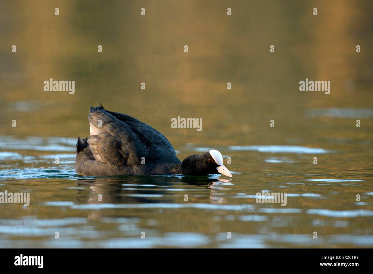 Eurasische Coot Rail, Coot (Fulica atra), bedrohlicher ausgewachsener Vogel, territoriales Verhalten, Balz, Oberhausen, Ruhrgebiet, Nordrhein-Westfalen Stockfoto