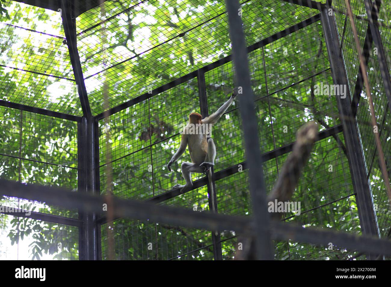 Bekantan (Proboscis Affe) oder Nasalis Larvatus, ein einzigartiger Affe mit einer großen Nase, ist eine endemische Art von Borneo im Gembira Loka Zoo. Stockfoto