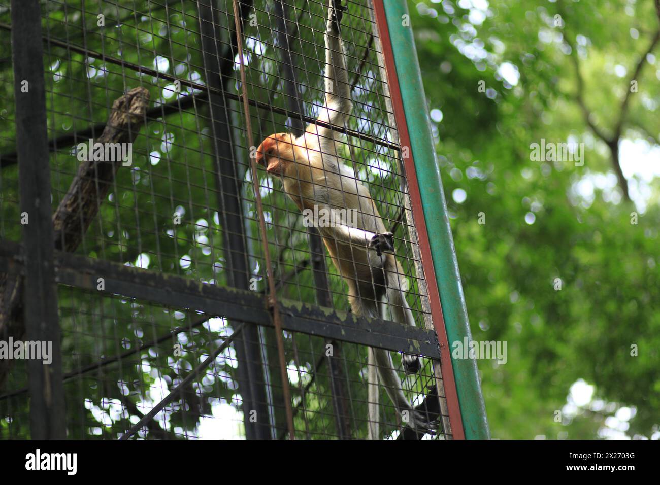 Bekantan (Proboscis Affe) oder Nasalis Larvatus, ein einzigartiger Affe mit einer großen Nase, ist eine endemische Art von Borneo im Gembira Loka Zoo. Stockfoto