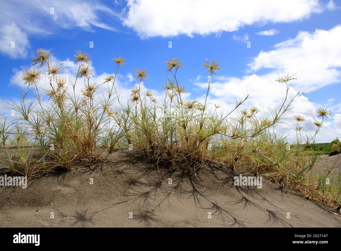 Stachelgras, eine Rebe, die wild im Sandbänke am Parangkusumo Beach wächst und als Abriebsperre fungiert. Stockfoto