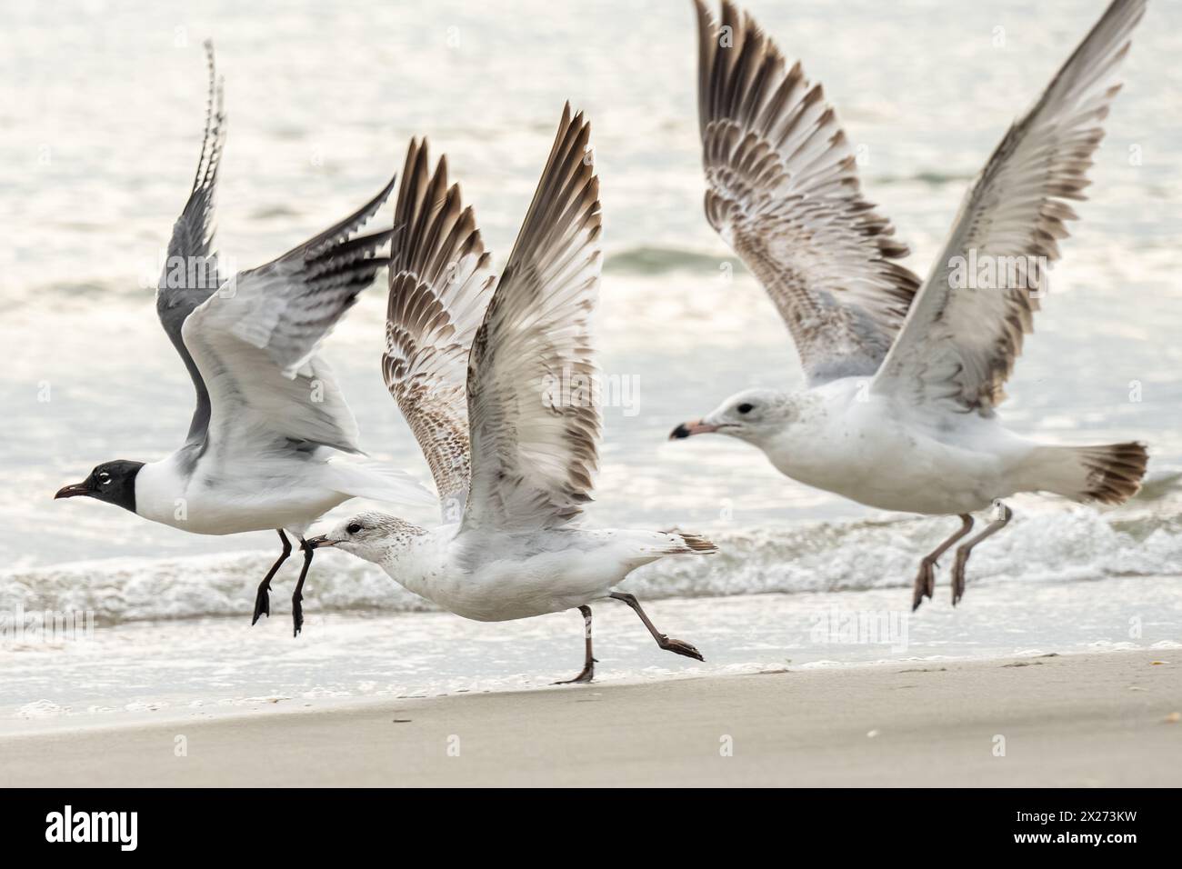 Möwen fliegen entlang der Küste am Jacksonville Beach im Nordosten Floridas. (USA) Stockfoto