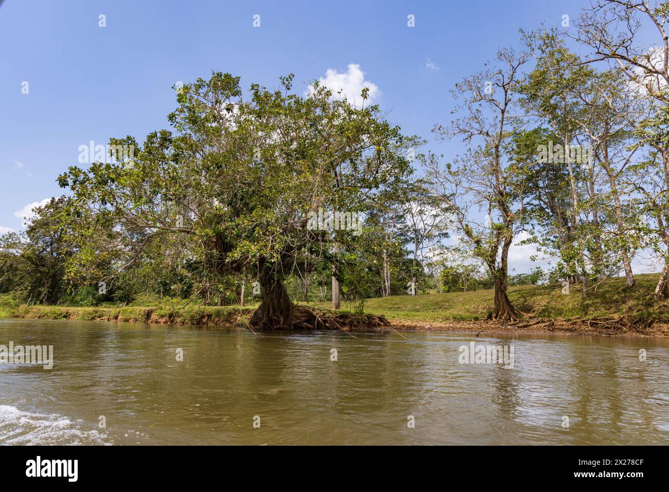 Malerische Aussicht auf große Mangrovenbäume am Fluss San Juan an der Grenze von Costa Rica und Nicaragua Stockfoto