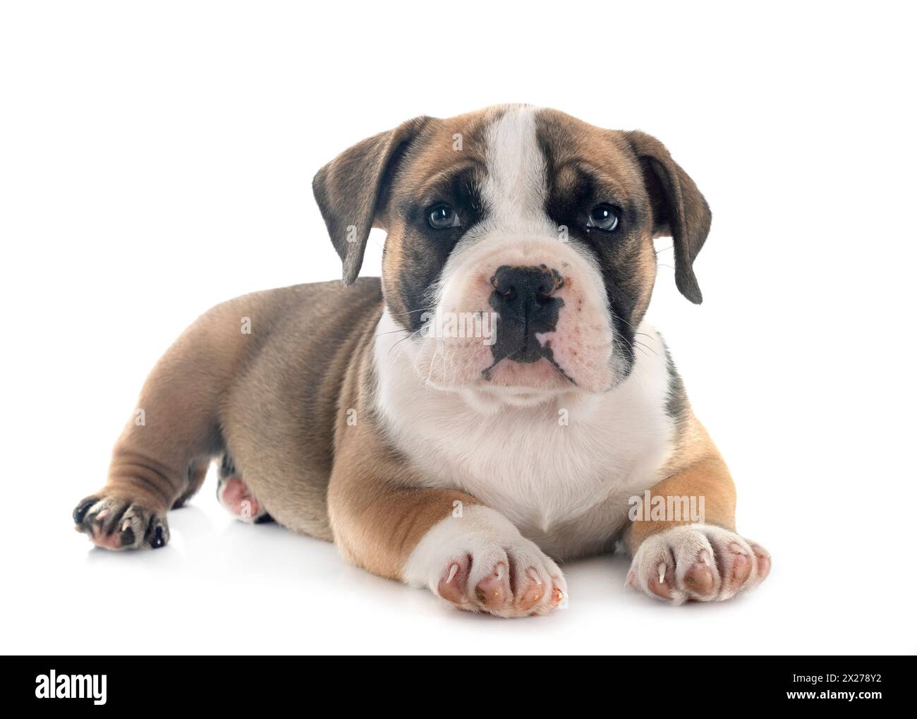Welpen american Bully vor weißem Hintergrund Stockfoto