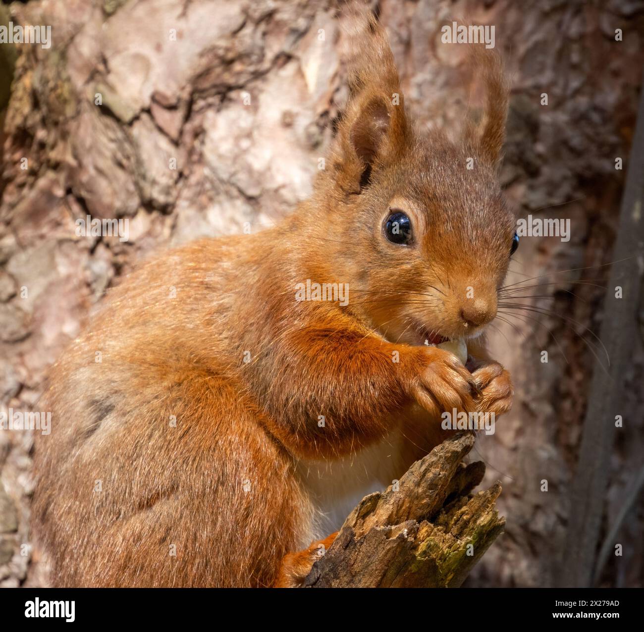 Hungriges, kleines schottisches Eichhörnchen, das im Wald eine Nuss isst Stockfoto