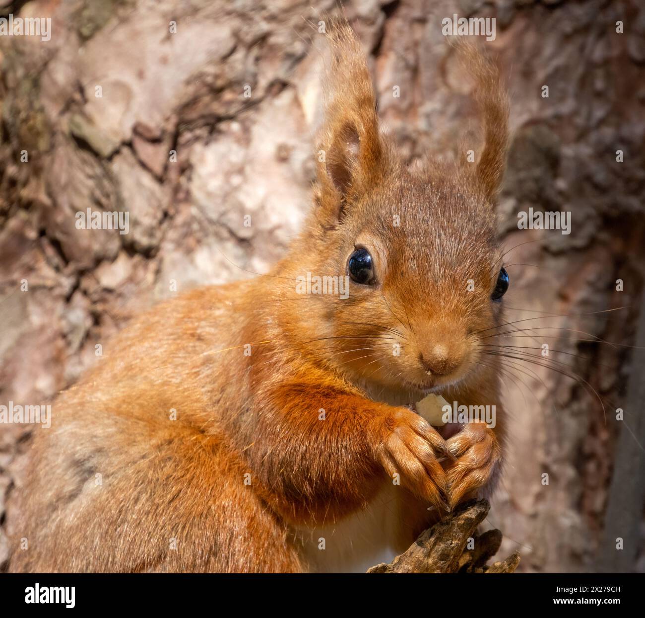 Hungriges, kleines schottisches Eichhörnchen, das im Wald eine Nuss isst Stockfoto