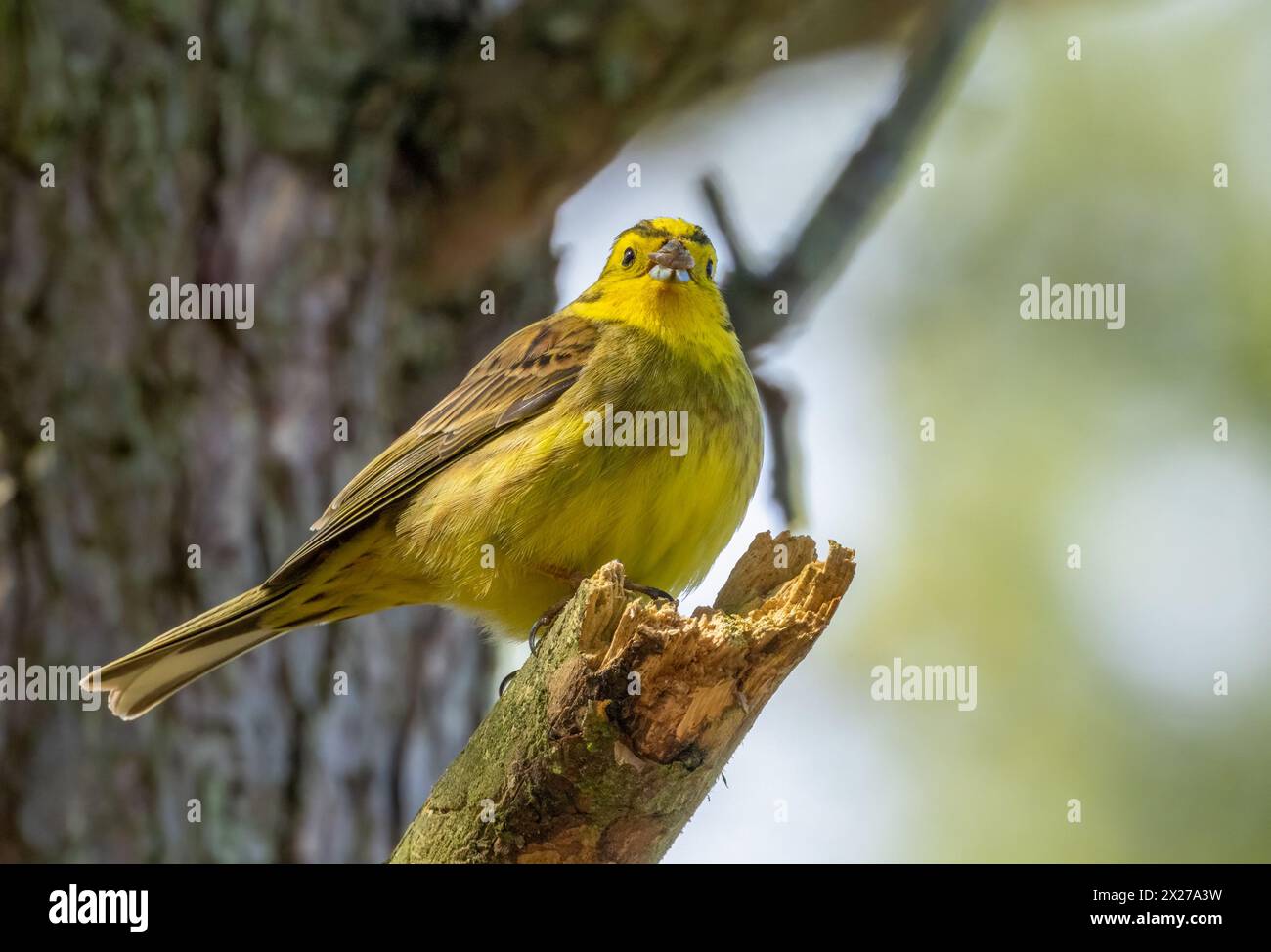 Männlicher gelber Hammervogel mit hellem Gefieder am Ende eines Zweiges Stockfoto