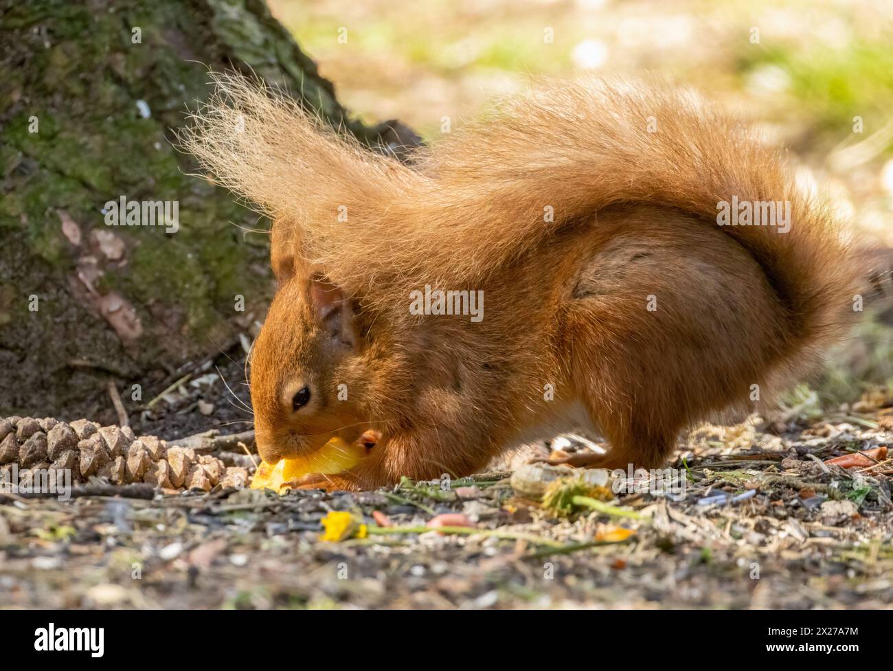 Hungriges, kleines schottisches Eichhörnchen, das im Wald eine Nuss isst Stockfoto