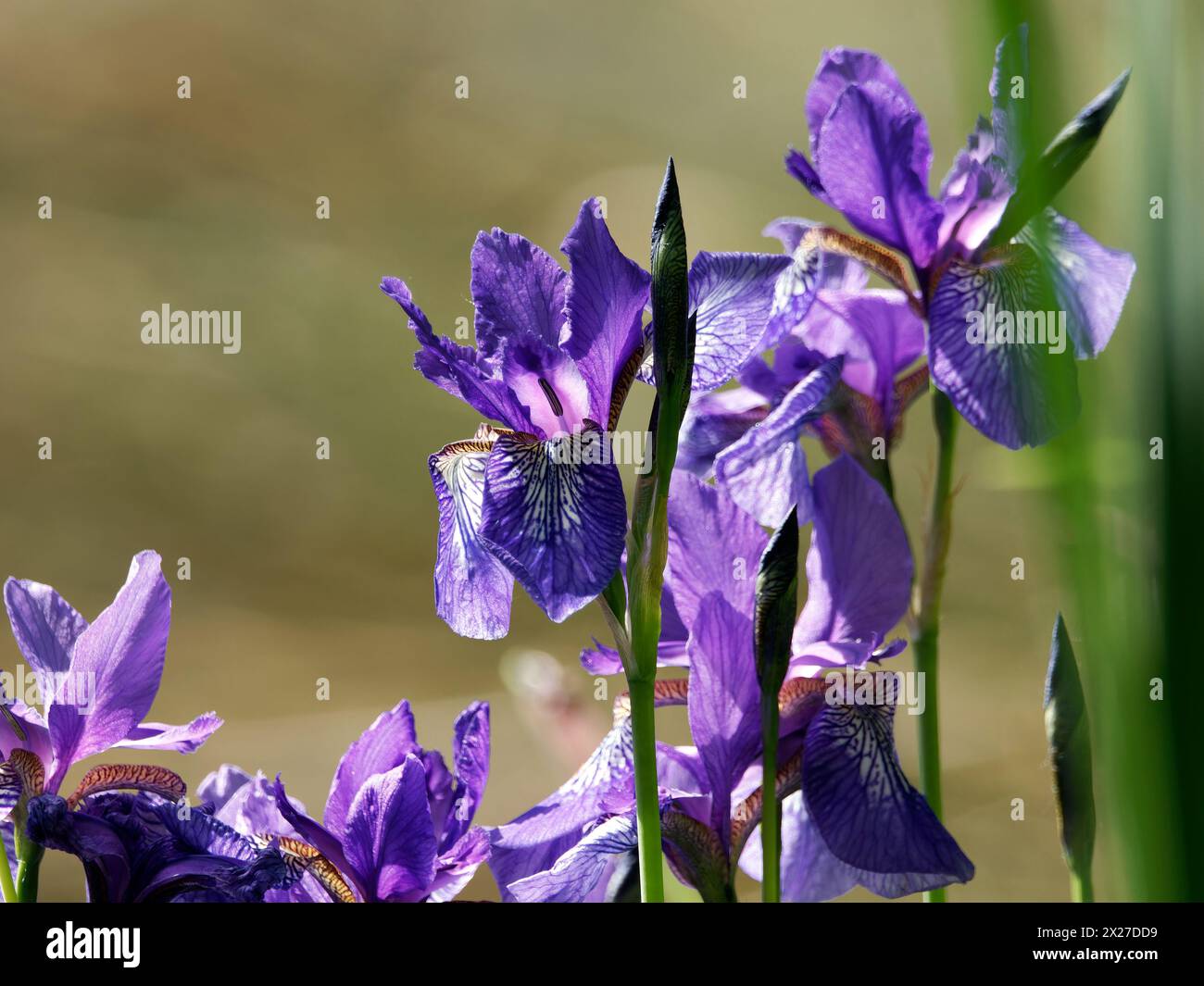 Sibirische Iris, sibirische Flagge, sibirische Schwertlilie, Wiesen-Schwertlilie, Blaue Schwertlilie, Iris de Sibérie, Iris sibirica, szibériai nőszirom Stockfoto