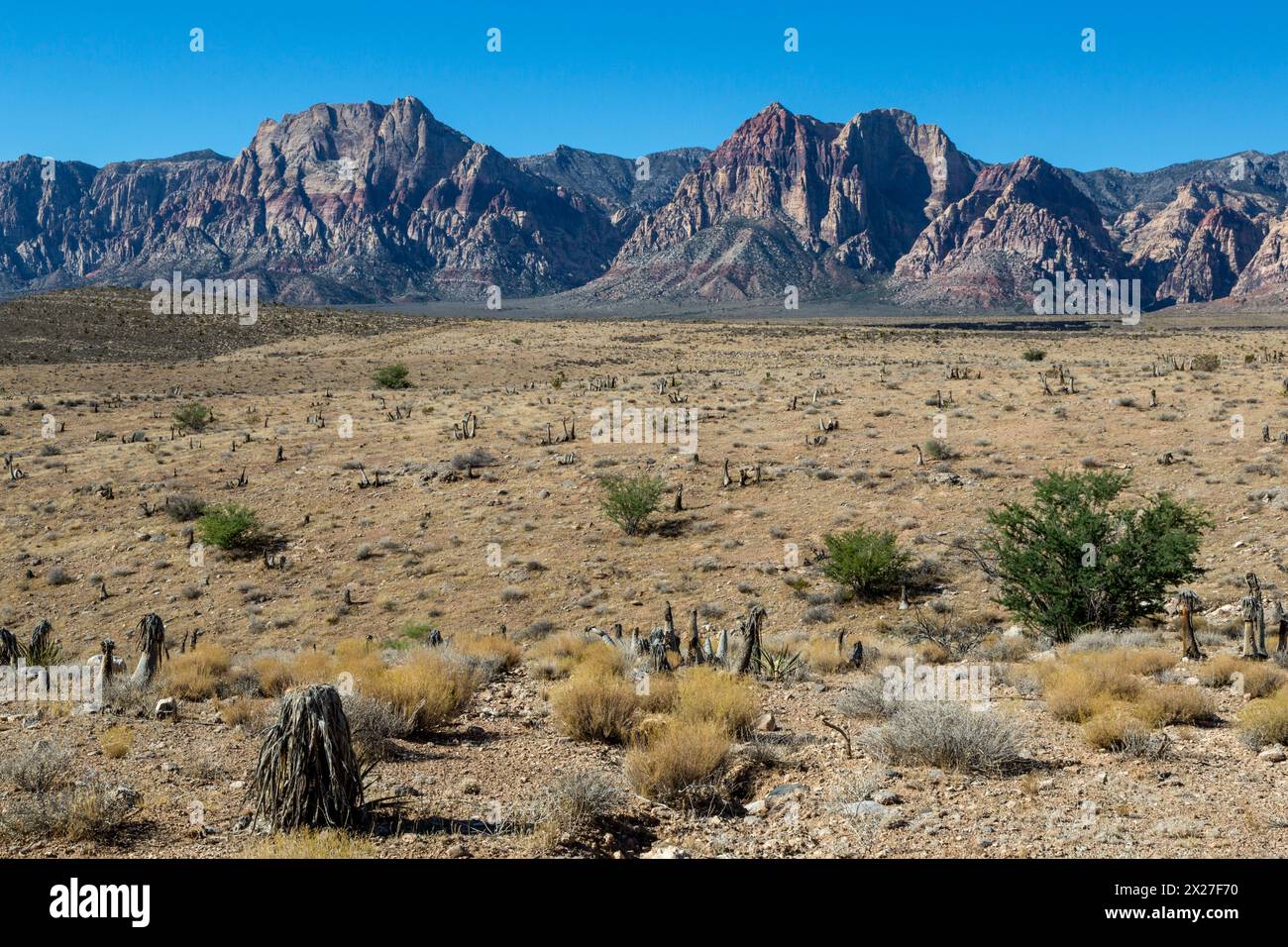 Red Rock Canyon, Nevada.  Blick auf Spring Mountains.  Feuer beschädigt Joshua Baumstümpfe. Stockfoto