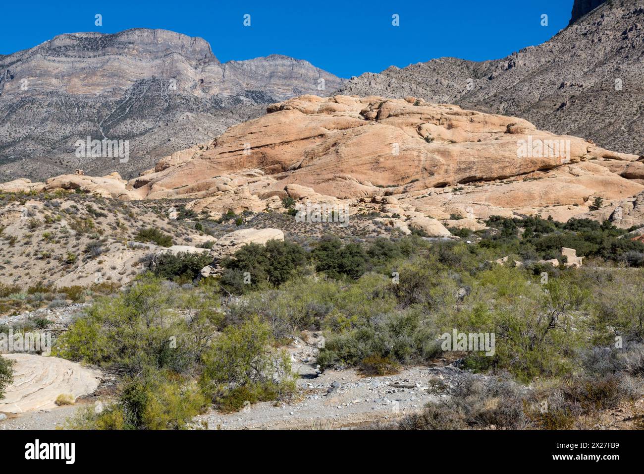 Red Rock Canyon, Nevada. Grauer Kalksteinfelsen des La Madre Mountain (Hintergrund) erhebt sich über dem jüngeren hellen Sandstein im Keystone Thrust. Stockfoto