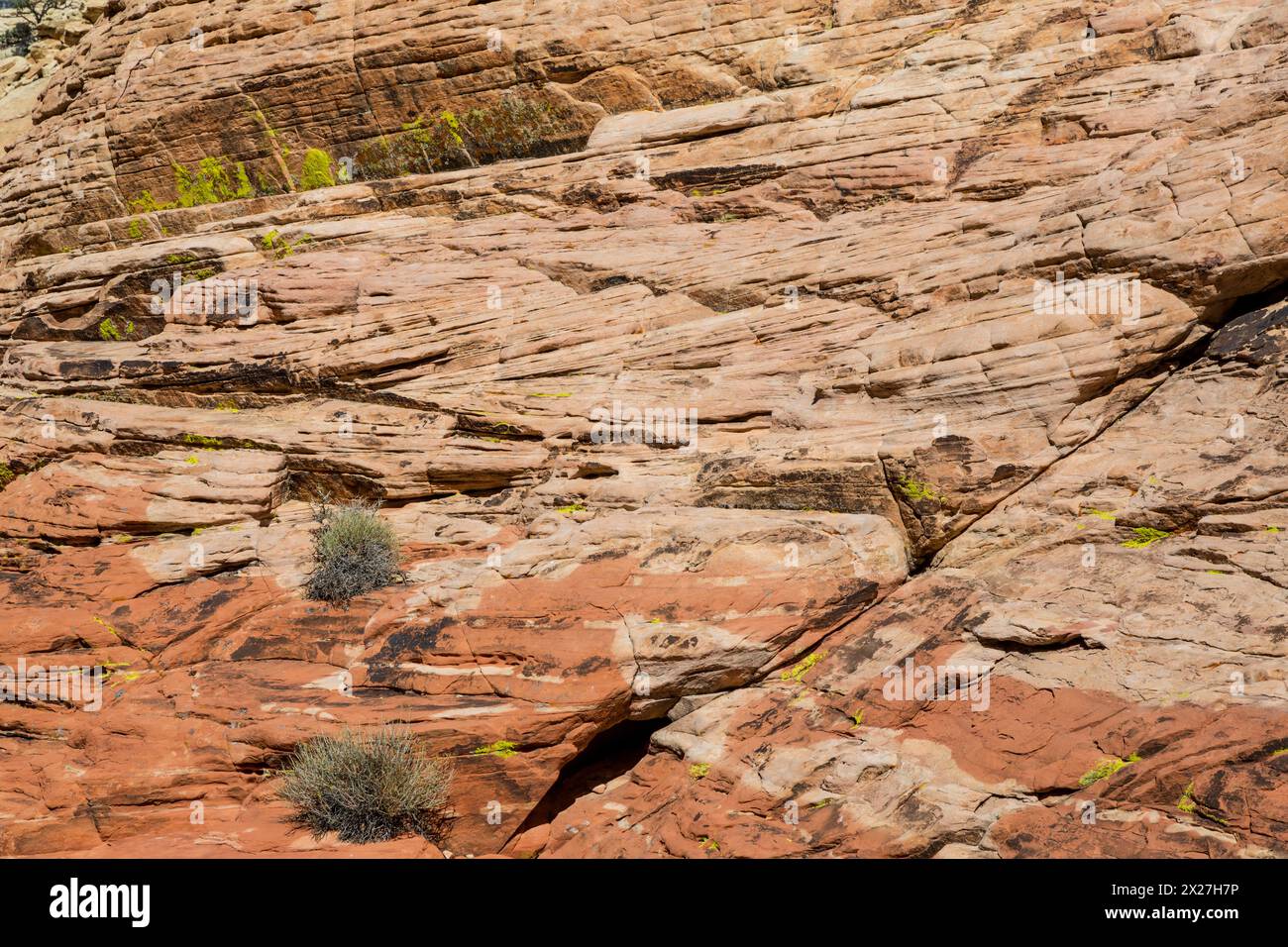 Red Rock Canyon, Nevada.  Roter Sandstein zeigt Kreuz-Bettwäsche aus alten Sanddünen auf Weg nach Calico Tanks. Stockfoto