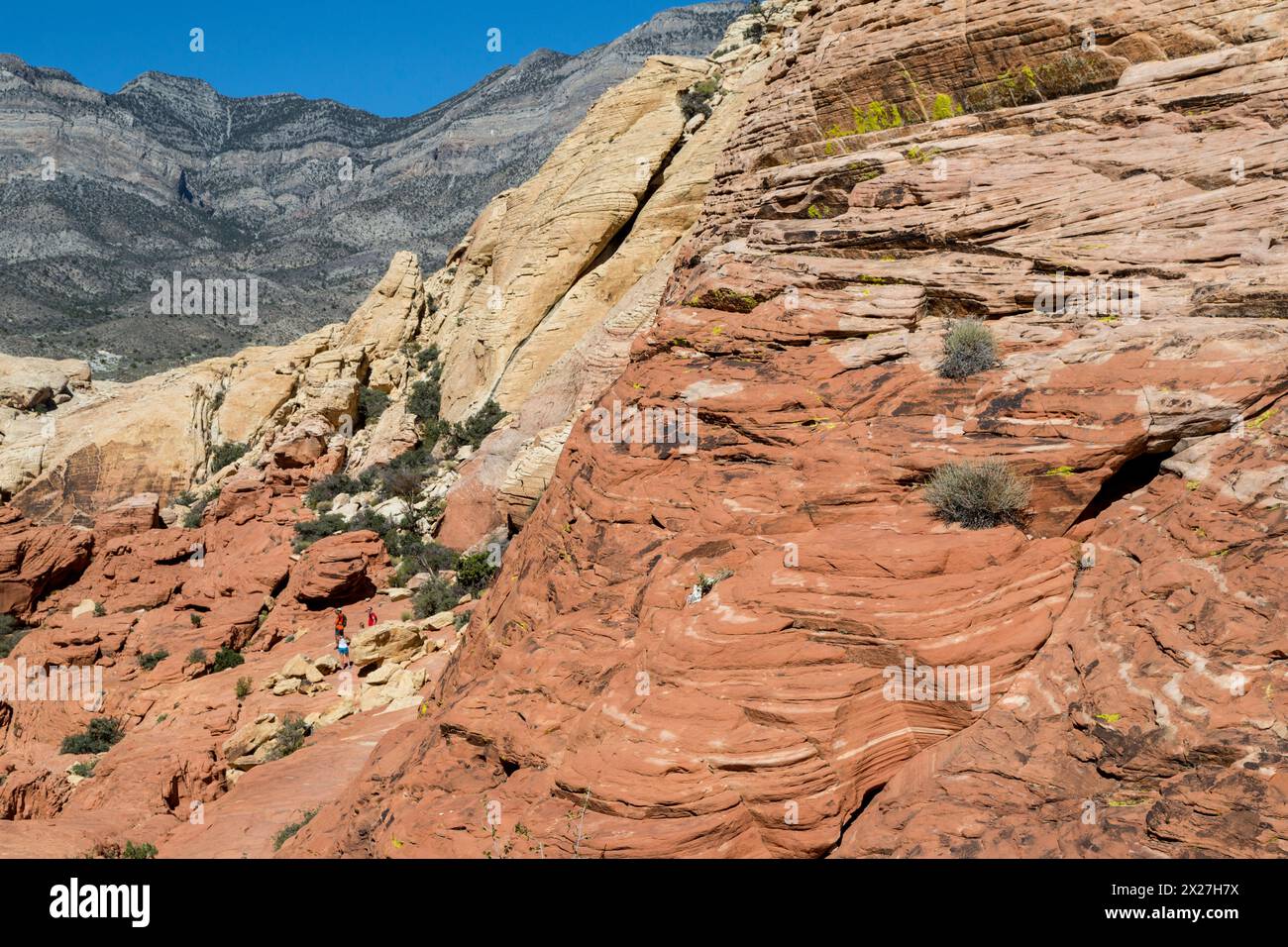 Red Rock Canyon, Nevada, Calico Tanks Trail. Roter Sandstein mit Kreuzbeet aus alten Sanddünen, Keystone-Schub im Hintergrund, Wanderung Stockfoto