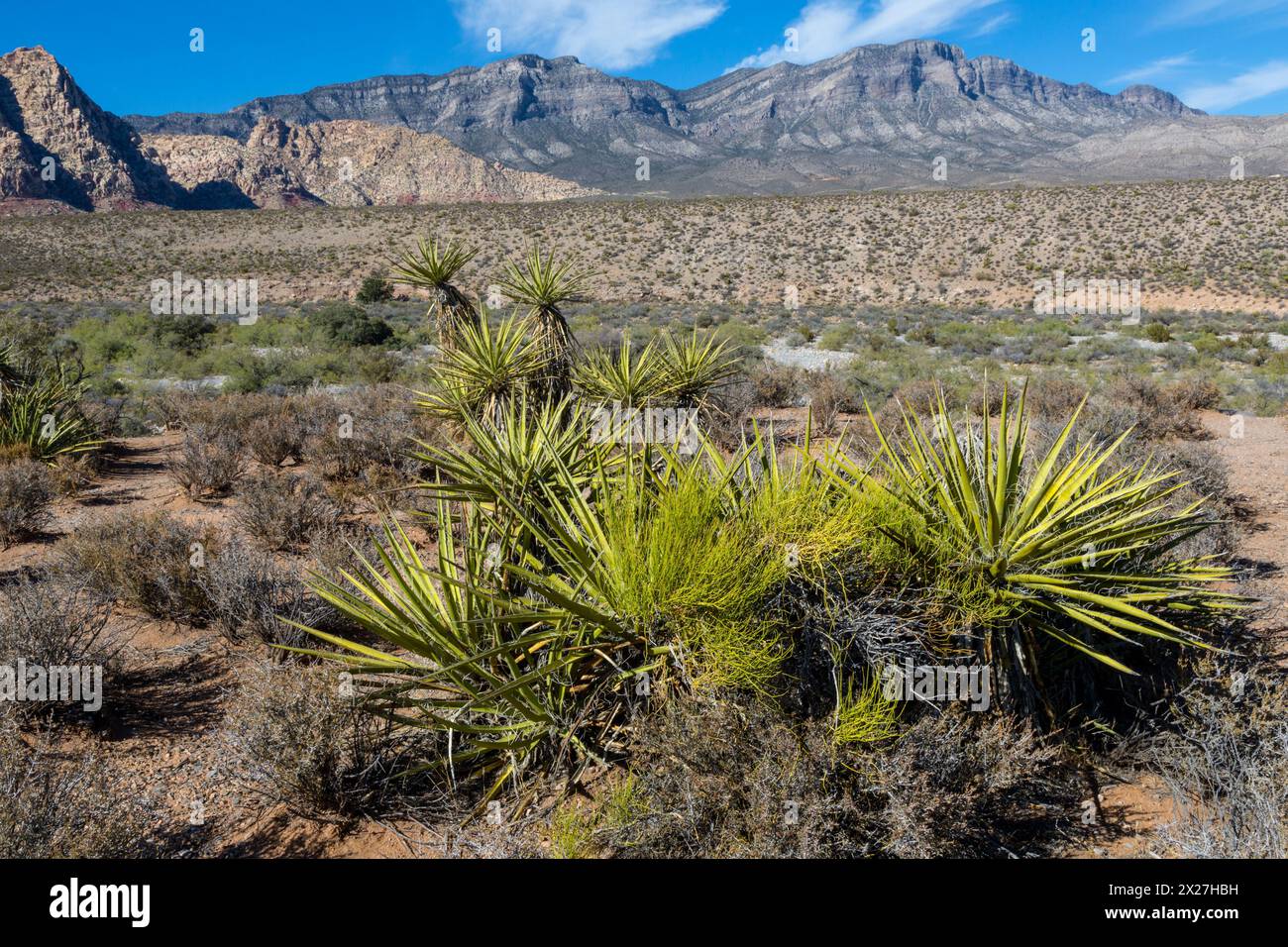 Red Rock Canyon, Nevada.  Mojave Yucca (Yucca Schidigera).  Keystone Thrust im Hintergrund, zeigt La Madre Mountain. Stockfoto
